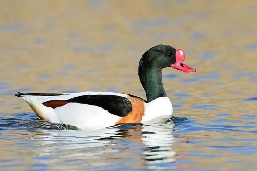 La Mancha Wetland Bird Watching