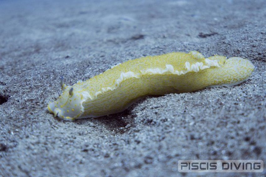 A yellow sea cucumber on a sandy surface. 4