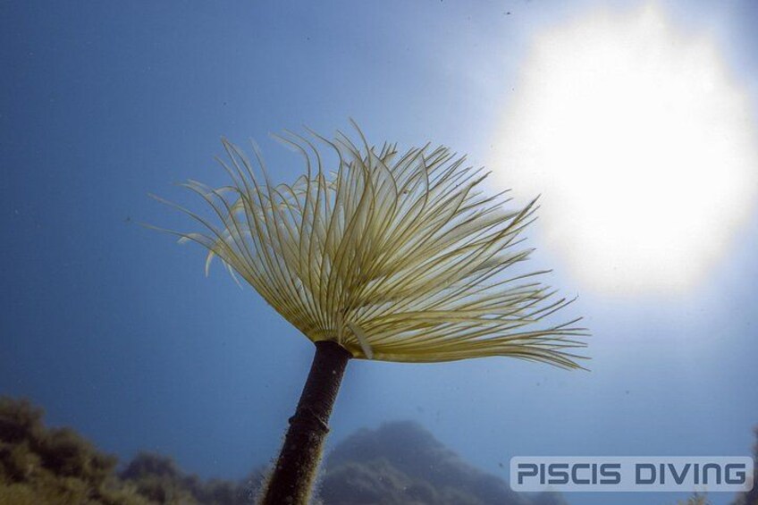 A plant with long, thin leaves against a clear blue sky. 2