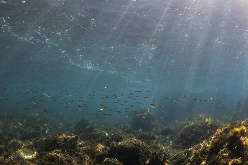 An underwater scene with sunlight filtering through the water, a school of fish swimming, and a rocky seabed with marine vegetation. 3
