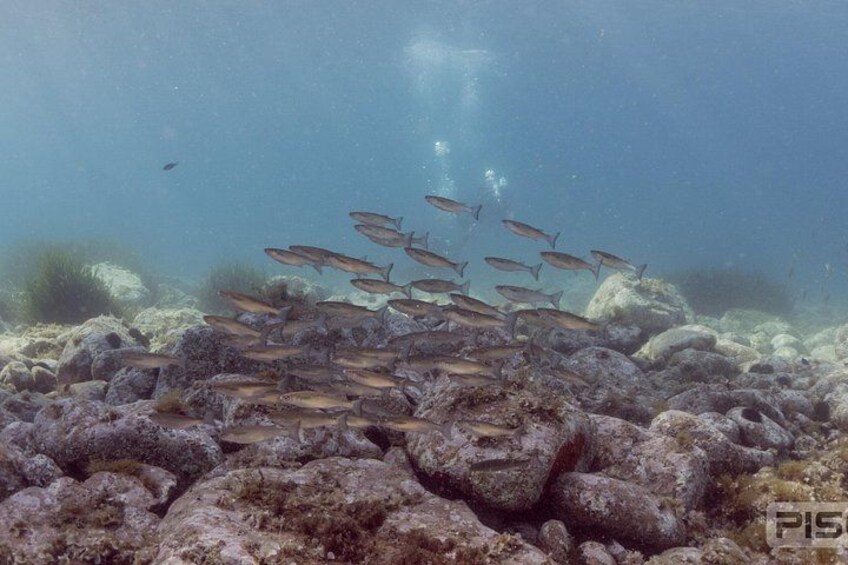 A school of fish swimming over a rocky seabed. 5