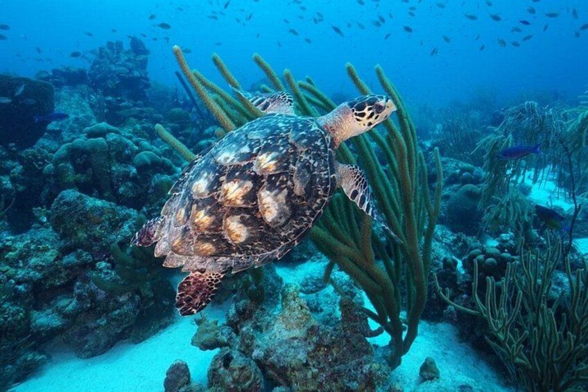 PADI Discover Scuba Dive at Coral Divers Curacao 2
