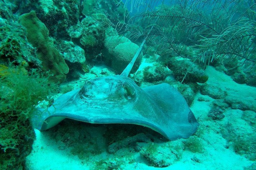 A stingray resting on a coral reef. 3