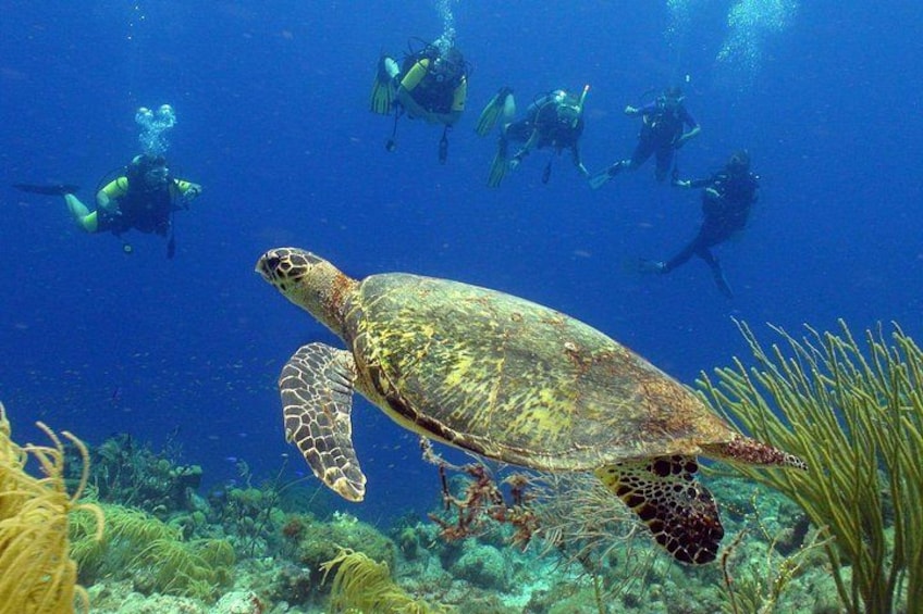 A sea turtle swimming underwater with scuba divers in the background. 1