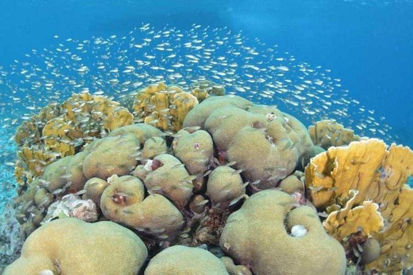 A coral reef with large, rounded coral formations and a school of fish swimming around. 2
