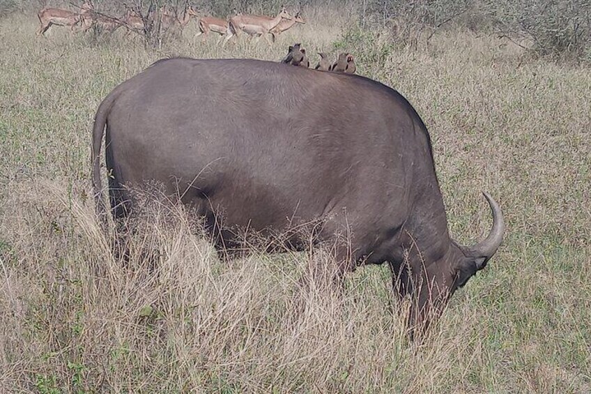 Full-Day Tour in Pilanesberg National Park 4