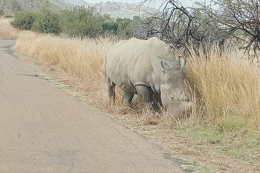 Full-Day Tour in Pilanesberg National Park 2
