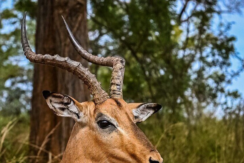 Full-Day Tour in Pilanesberg National Park 1