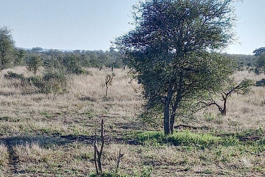Full-Day Tour in Pilanesberg National Park 3