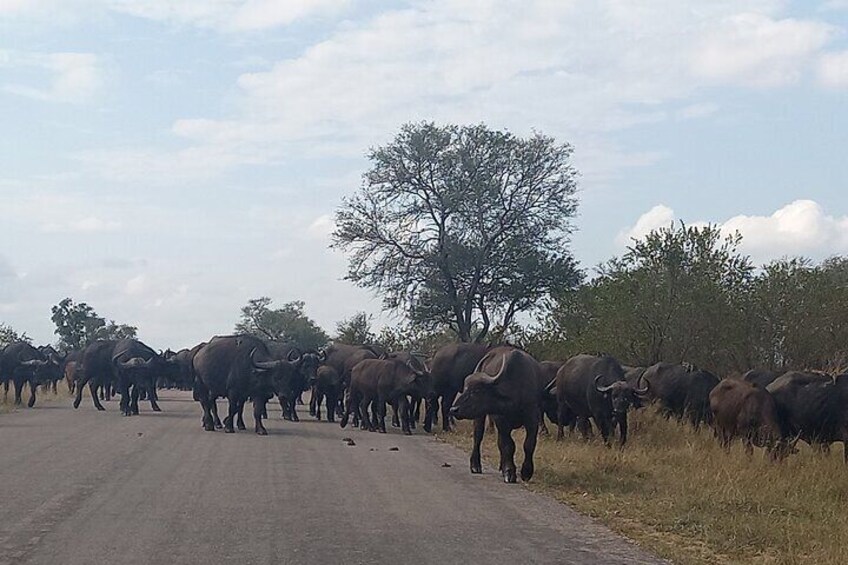 Full-Day Tour in Pilanesberg National Park 5