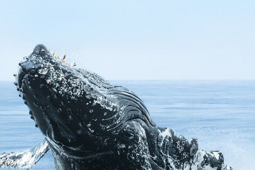 Ocean Safaris Whale Watching semi-private limited to 6 people max 5