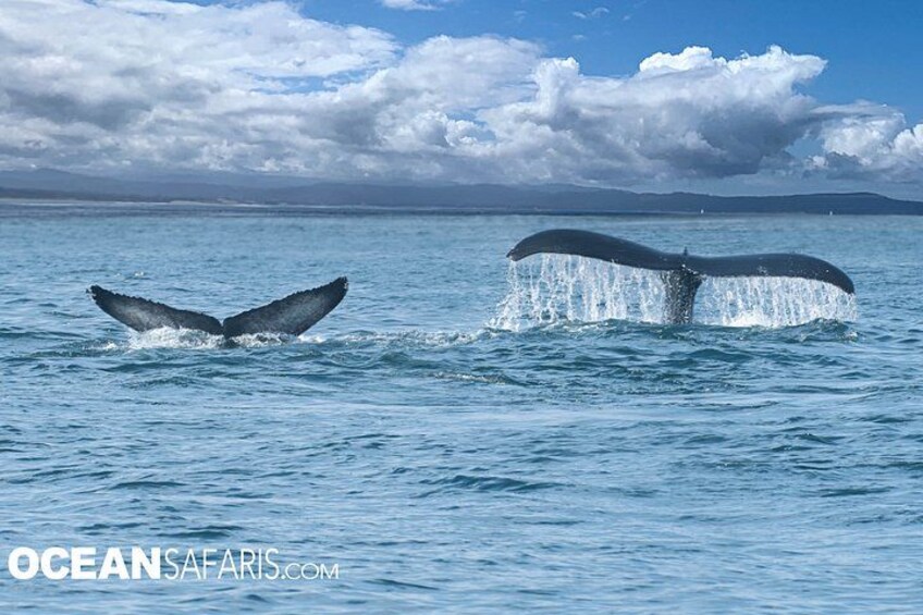 Ocean Safaris Whale Watching semi-private limited to 6 people max 3