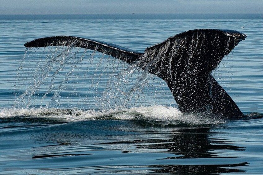Ocean Safaris Whale Watching semi-private limited to 6 people max 4