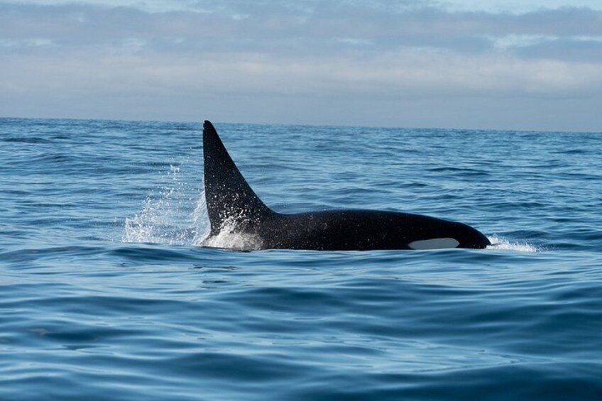 Ocean Safaris Whale Watching semi-private limited to 6 people max 2