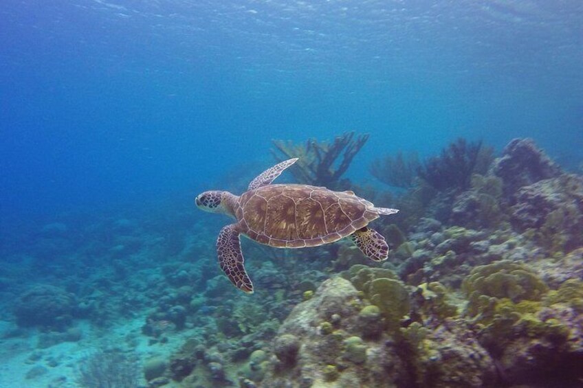 Open Water Diver Course at Blue Bay Dive in Curacao