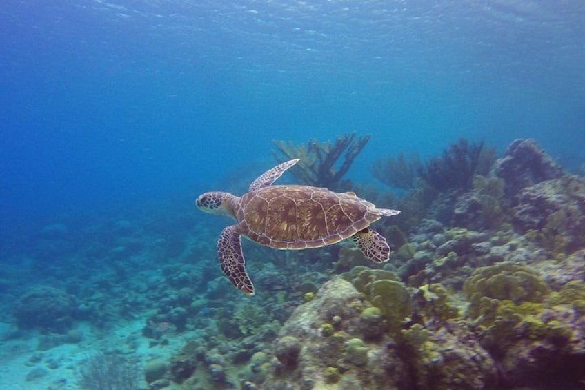 Eine Meeresschildkröte schwimmt unter Wasser, im Hintergrund Korallenriffe und Wasserpflanzen. 3