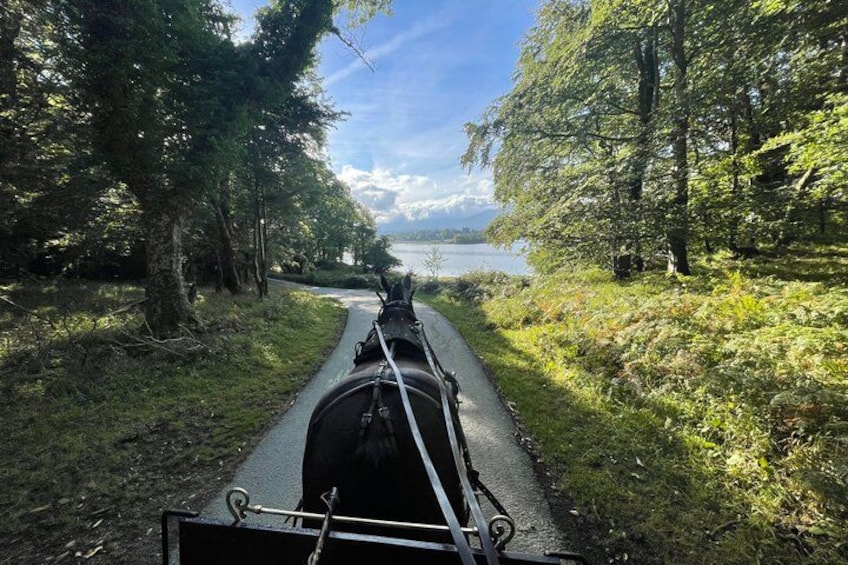 1 Hour Guided Carriage Tour in Killarney National Park 1