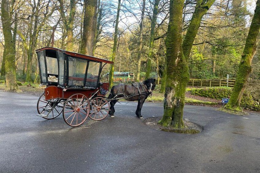 1 Hour Guided Carriage Tour in Killarney National Park 2