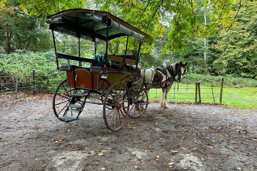1 Hour Guided Carriage Tour in Killarney National Park 2