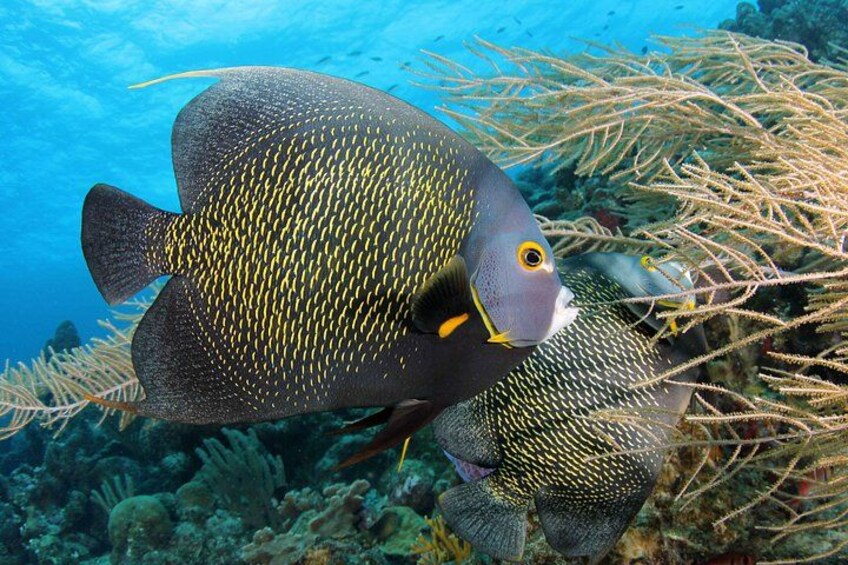 PADI Discover Scuba Dive at 5 Star Dive Center Blue Bay Dive, Curacao 5