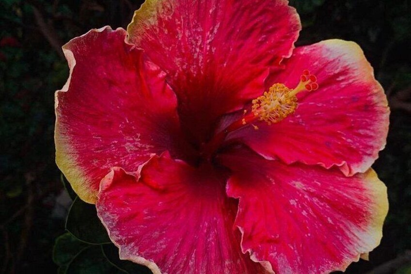 Hawaii flowers 3
