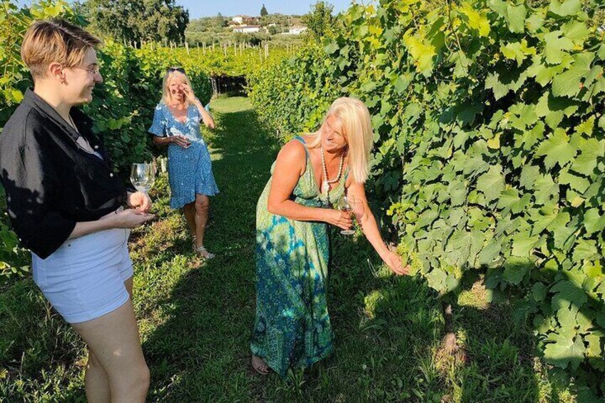 Vineyard Tour and Wine Tasting in Cavaion Veronese