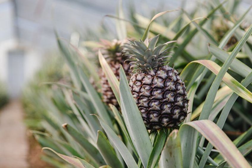Private Pineapple Wine tasting and tour 3