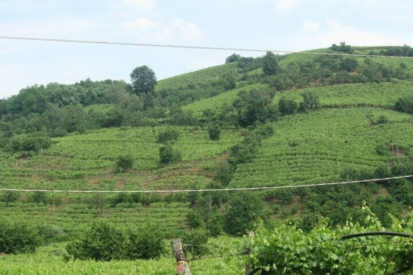 Private tasting of Veronese wines in Montecchia di Crosara