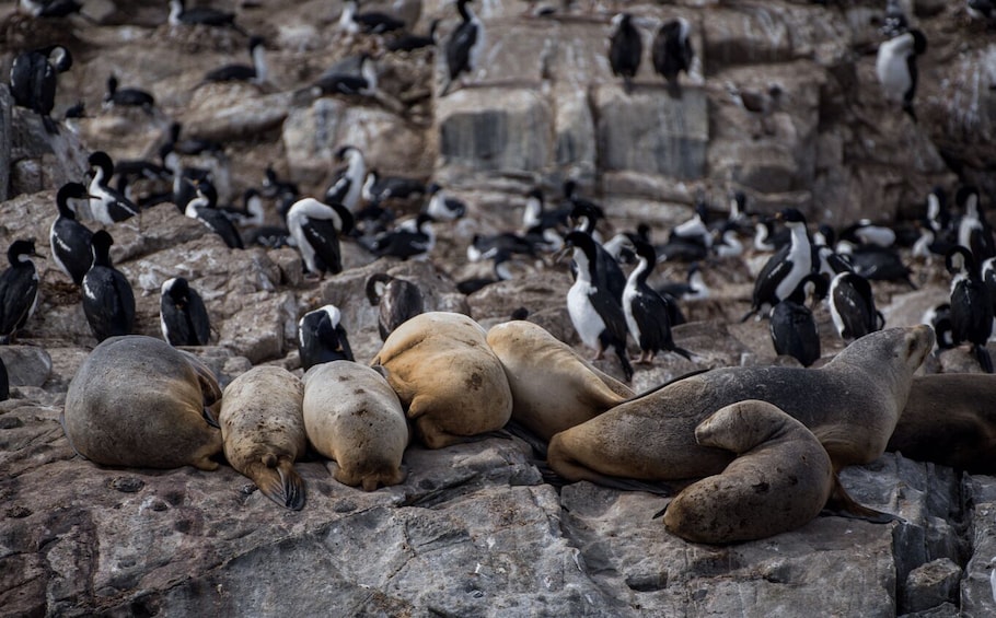 A group of seals resting on rocky terrain with penguins in the background. 2
