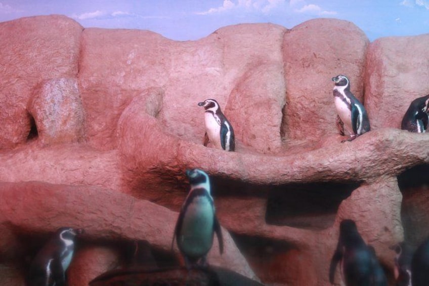 5 Attractive With Aquarium And Mandinga Included (in Veracruz) 3