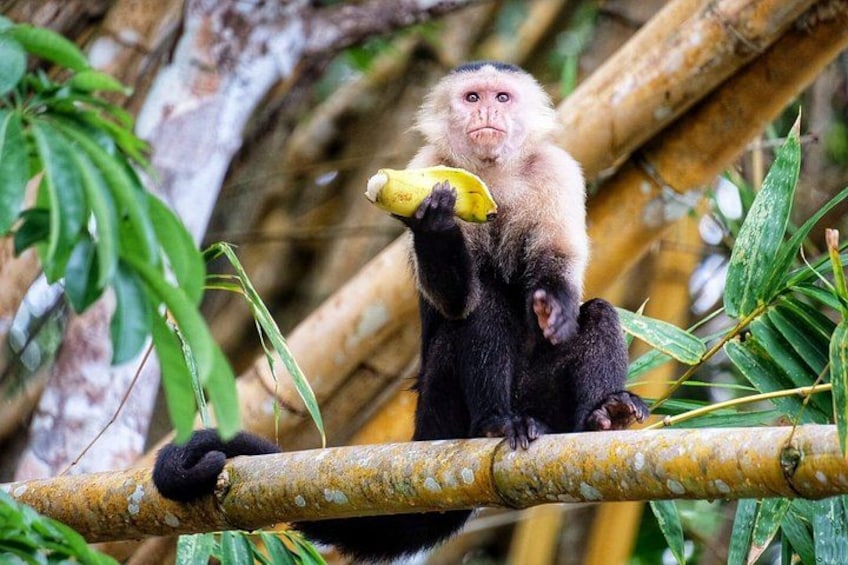 Guided boat tour on the Panama Canal and visit the wildlife 1