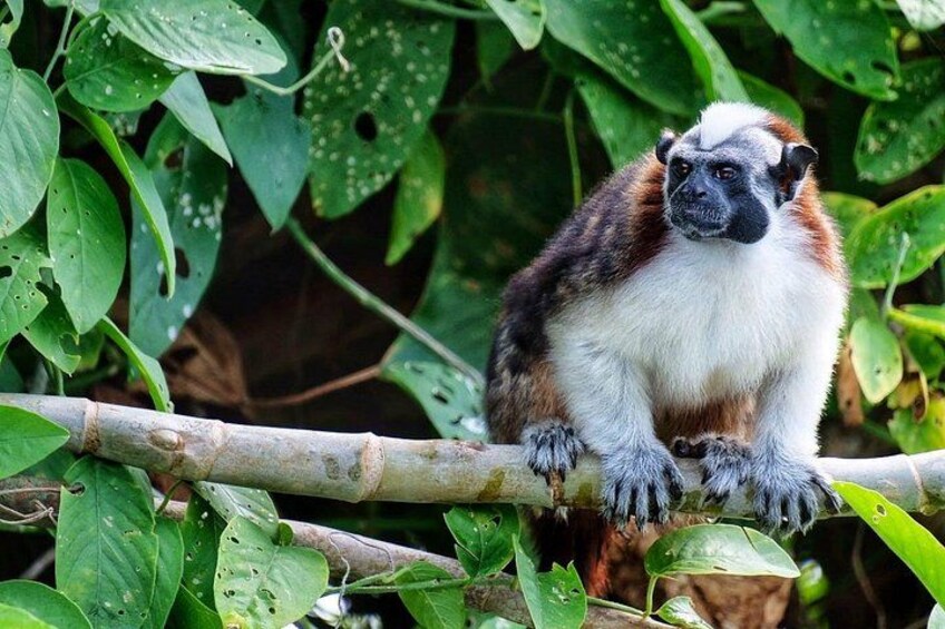 Guided boat tour on the Panama Canal and visit the wildlife 2
