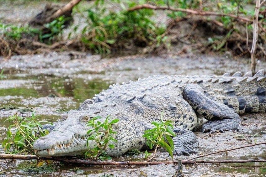 Guided boat tour on the Panama Canal and visit the wildlife 4