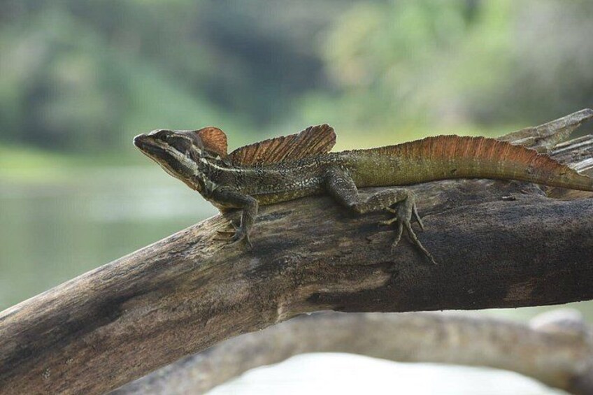 Guided boat tour on the Panama Canal and visit the wildlife 2