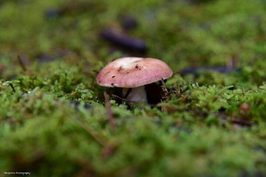 A single mushroom growing on a moss-covered surface. 3
