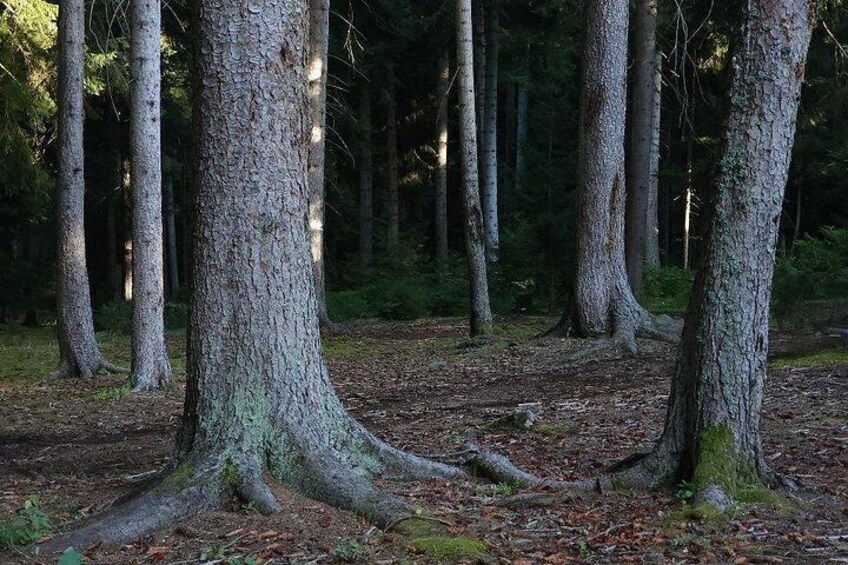 A forest with tall trees and a ground covered in leaves. 4