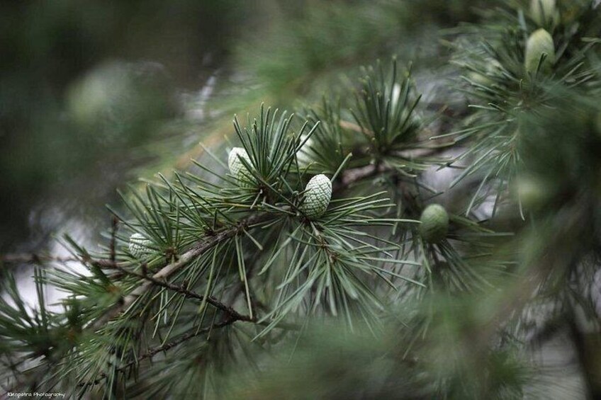 Pine needles and pine cones on a tree branch. 2