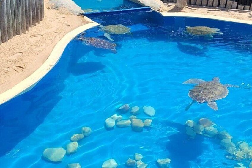Little turtles swimming 2