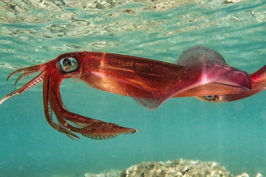 Diving, Snorkeling & Leisure Cruises by Boat 5