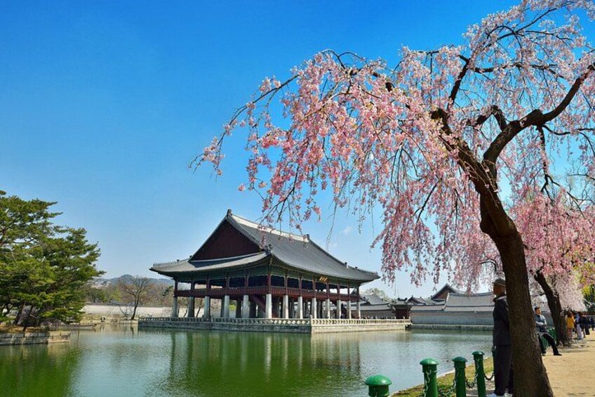 En traditionel japansk bygning ved en rolig sø, kersen i blomst og en klar blå himmel. 1