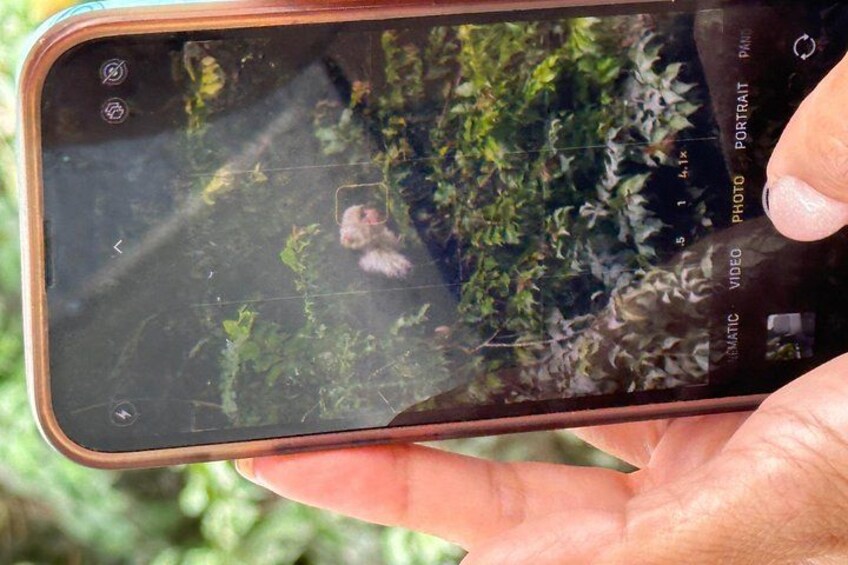 Un smartphone affichant l’interface de son appareil photo, avec une scène naturelle mise en évidence. 3