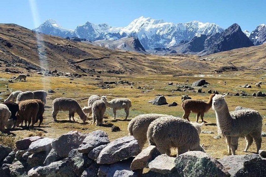 A mountainous landscape with grazing animals, including sheep and llamas, and snow-capped peaks in the background. 5