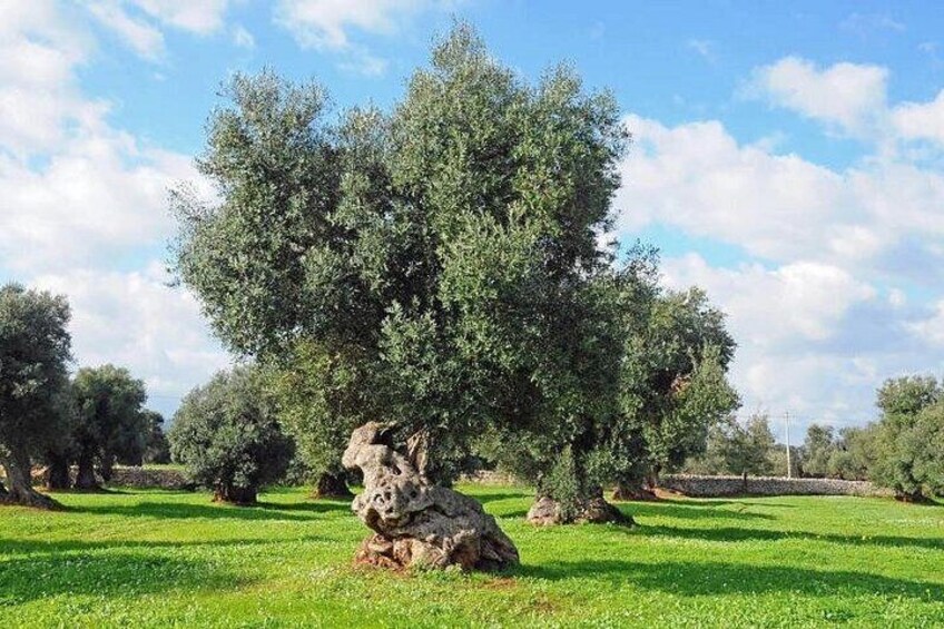 E-bike tour in Ostuni. Oil mill, Dolmen and huge olive trees 4