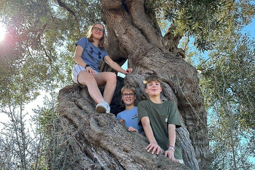 E-bike tour in Ostuni. Oil mill, Dolmen and huge olive trees 2