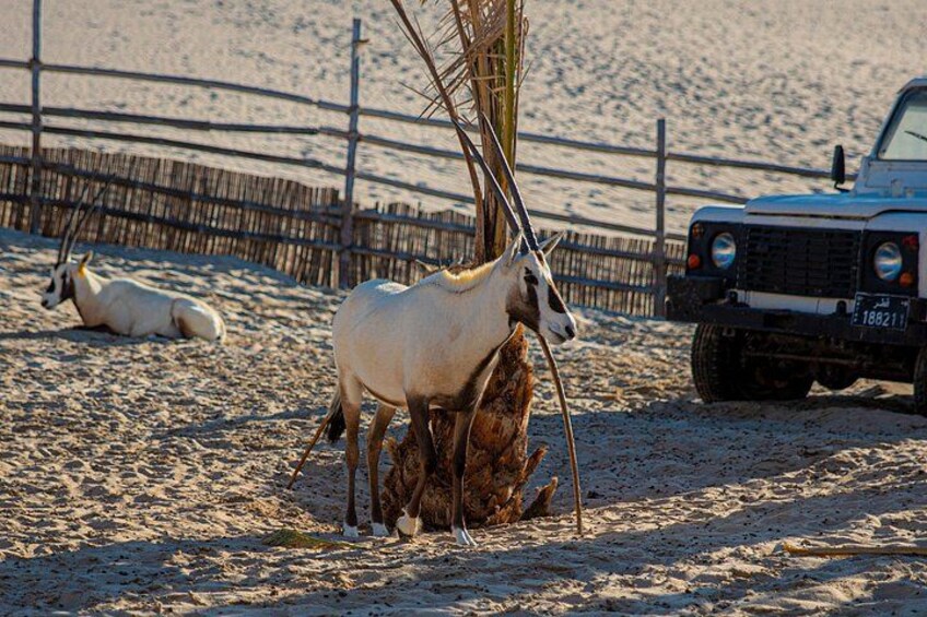 A camel with a baby camel, a fence, and a vehicle in a sandy area. 4