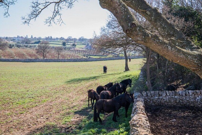 Martina Franca e-Bike tour . Visit a breeding and a dairy farm 3