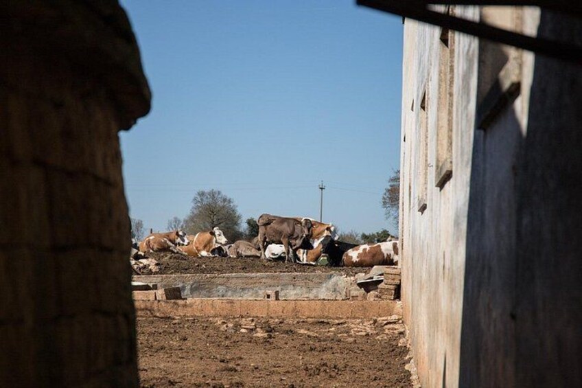 Martina Franca e-Bike tour . Visit a breeding and a dairy farm 5