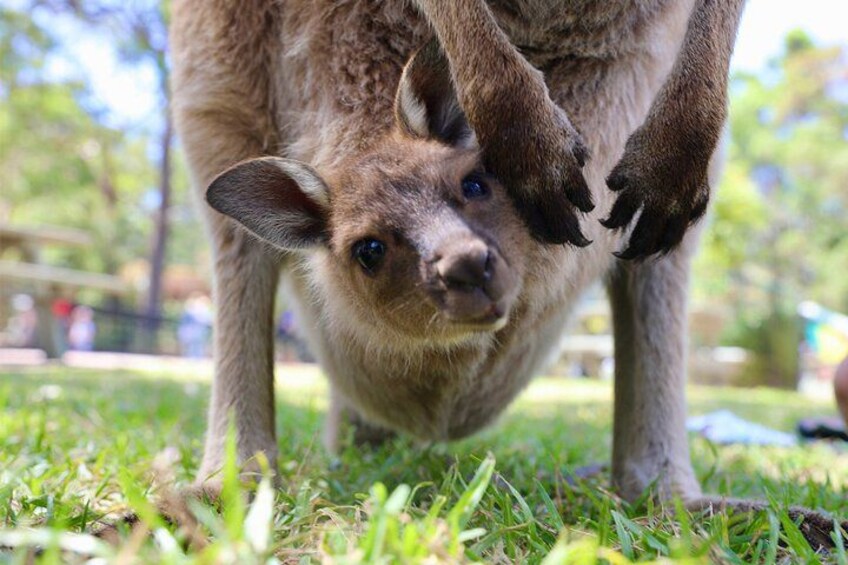 Be Charmed by Endearing Kangaroo Joeys 2