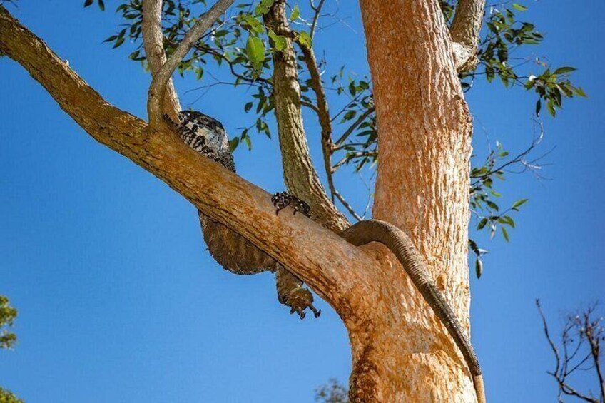 Spot a Mighty Goanna - Nature's Silent Guardian 4