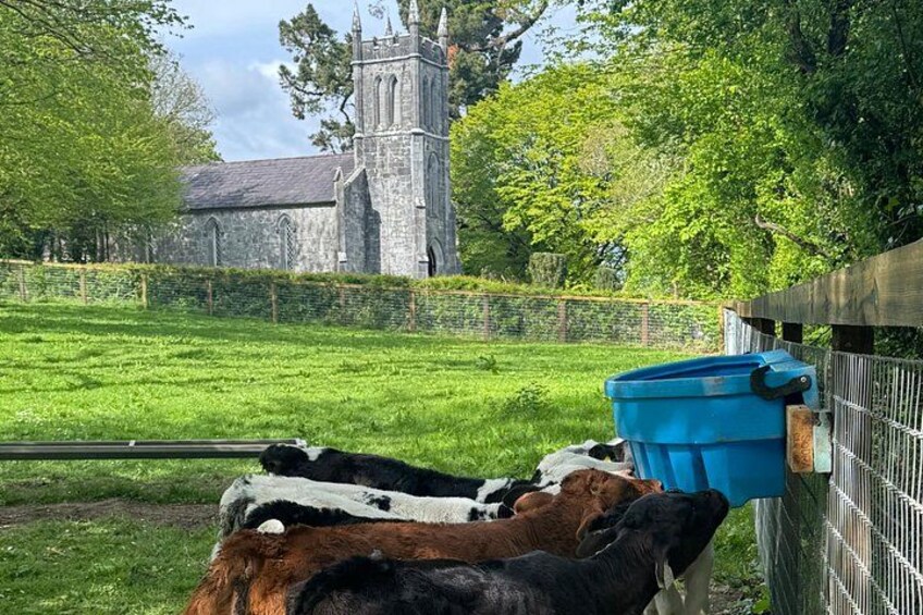 Bunratty Castle 5